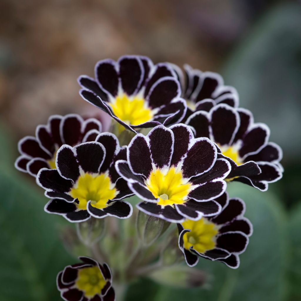 Hohe Schlüsselblume Mister Silver Laced - Primula