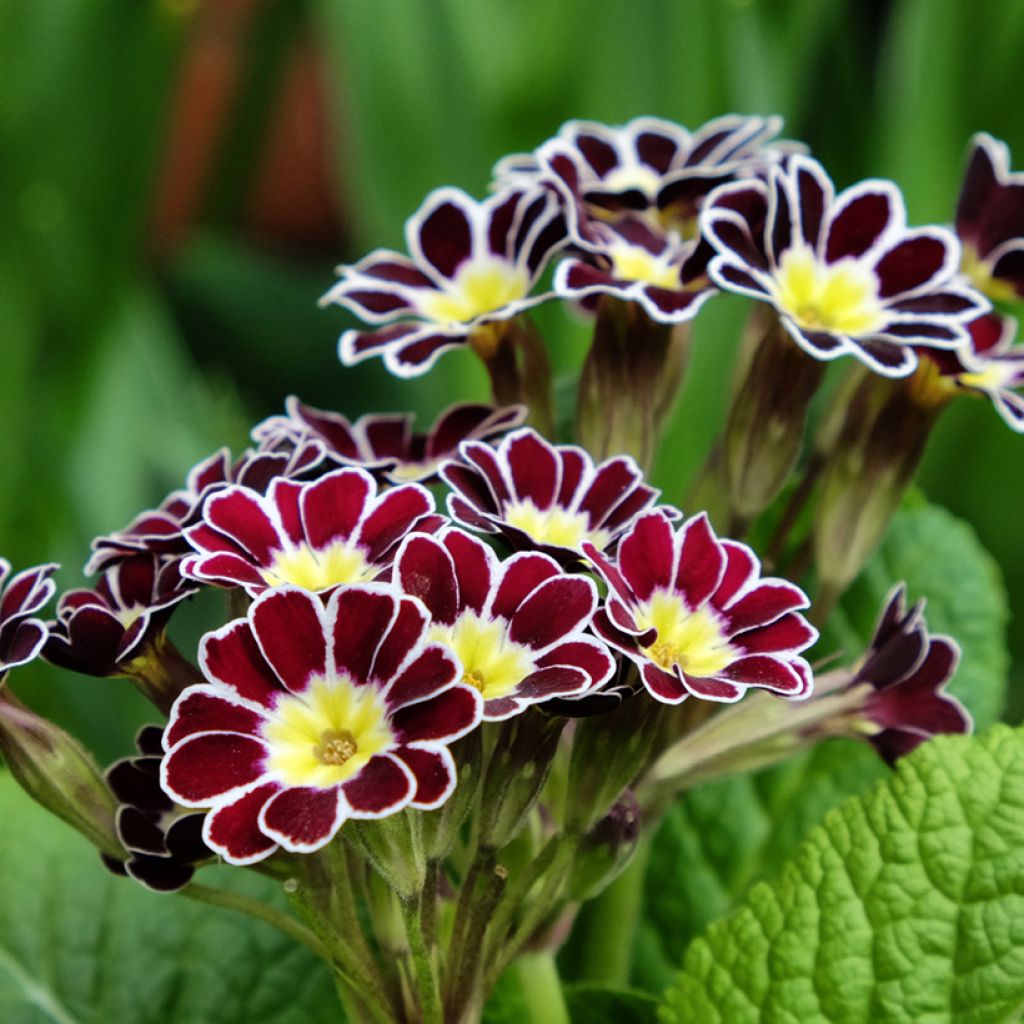 Hohe Schlüsselblume Victoriana Silver Lace Black - Primula