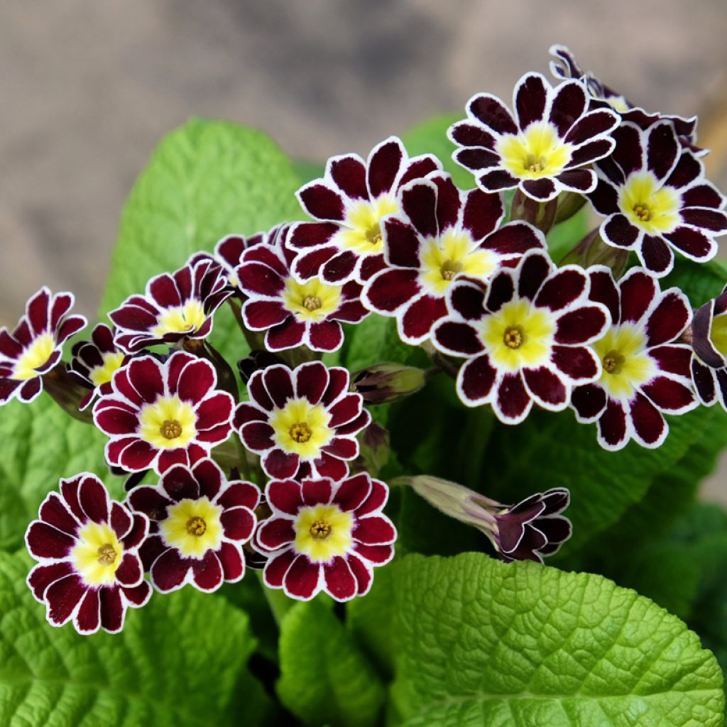 Hohe Schlüsselblume Victoriana Silver Lace Black - Primula