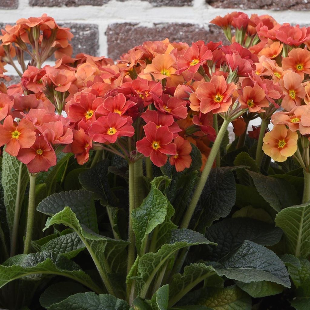 Hohe Schlüsselblume Veristar Late Marmelade - Primula