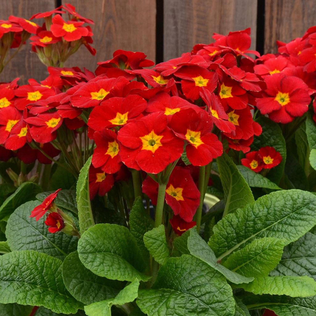 Hohe Schlüsselblume Veristar Late Red F1 - Primula