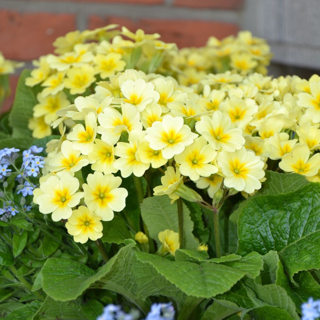 Hohe Schlüsselblume Veristar Lemon - Primula