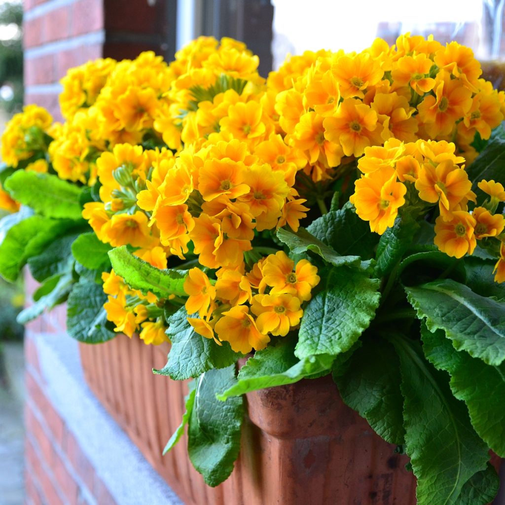 Hohe Schlüsselblume Veristar Yellow Gold - Primula