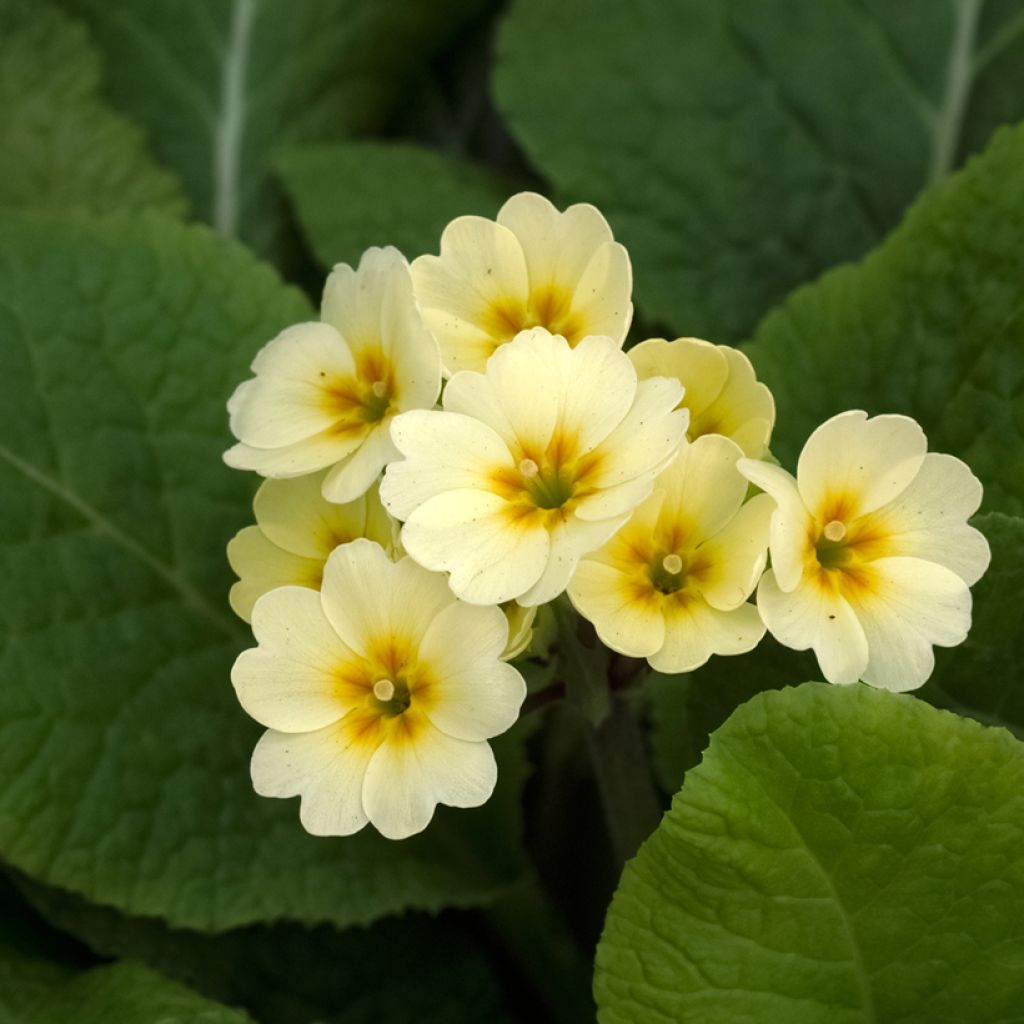 Hohe Schlüsselblume Veristar Yellow - Primula