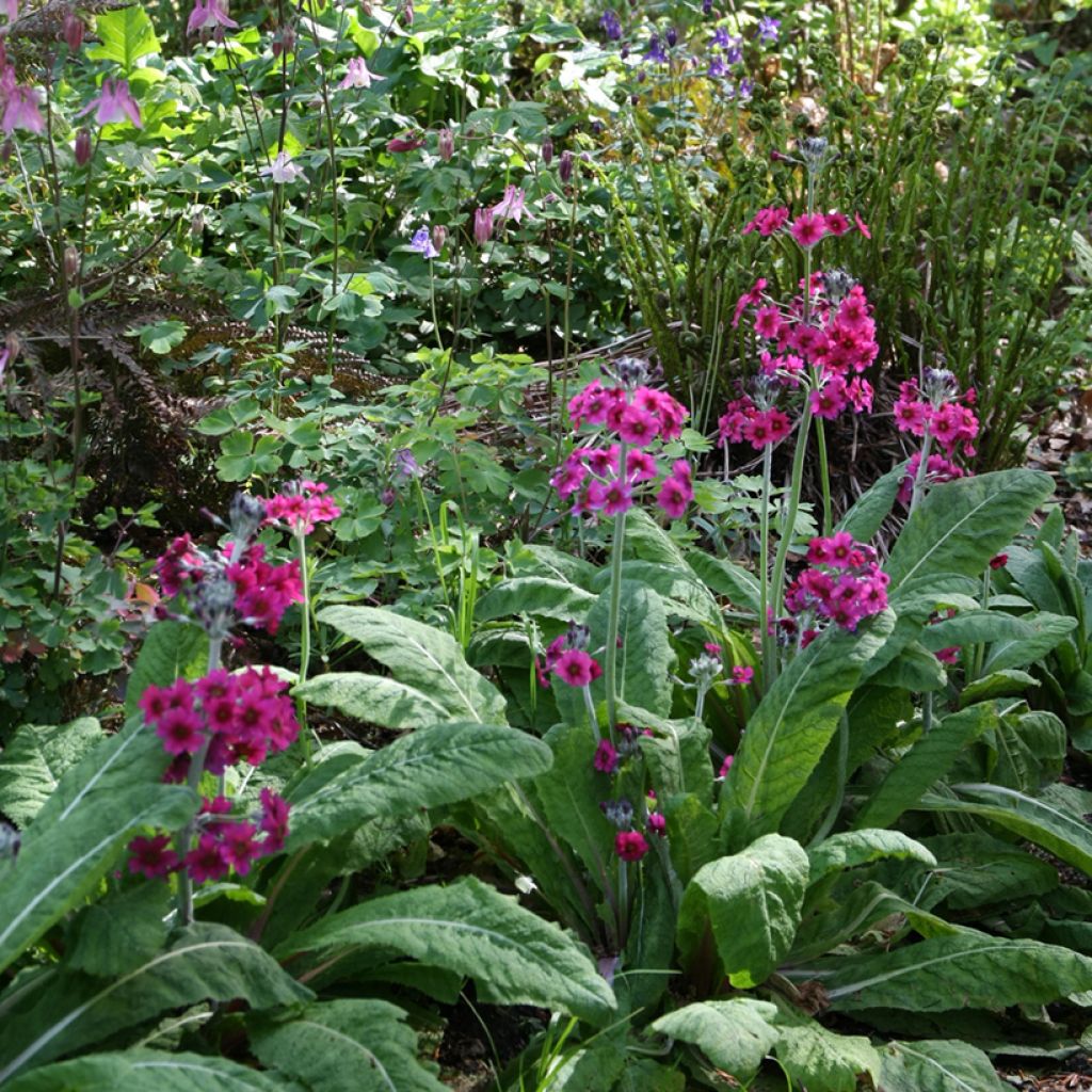 Primula japonica - Etagen-Primel