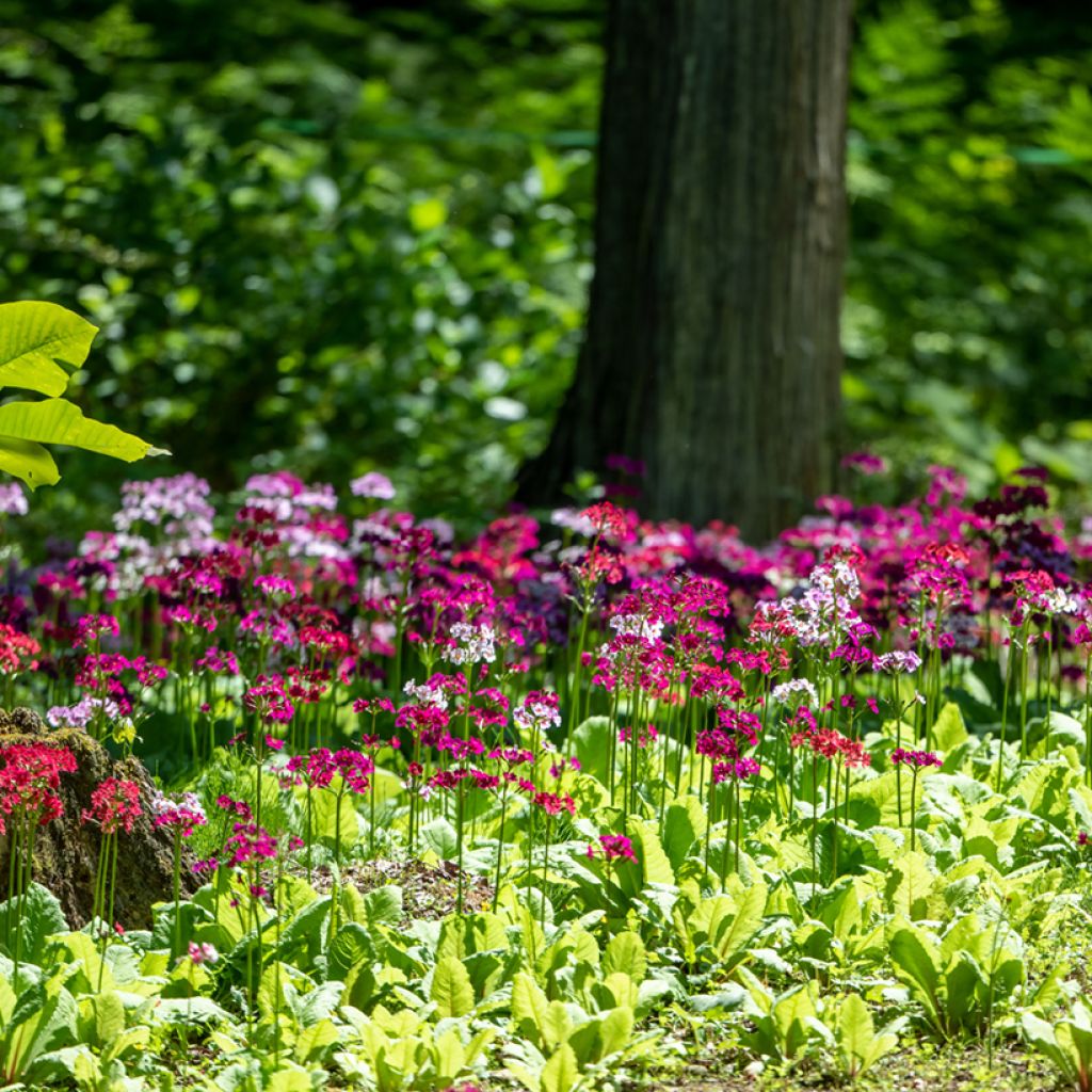 Primula japonica - Etagen-Primel