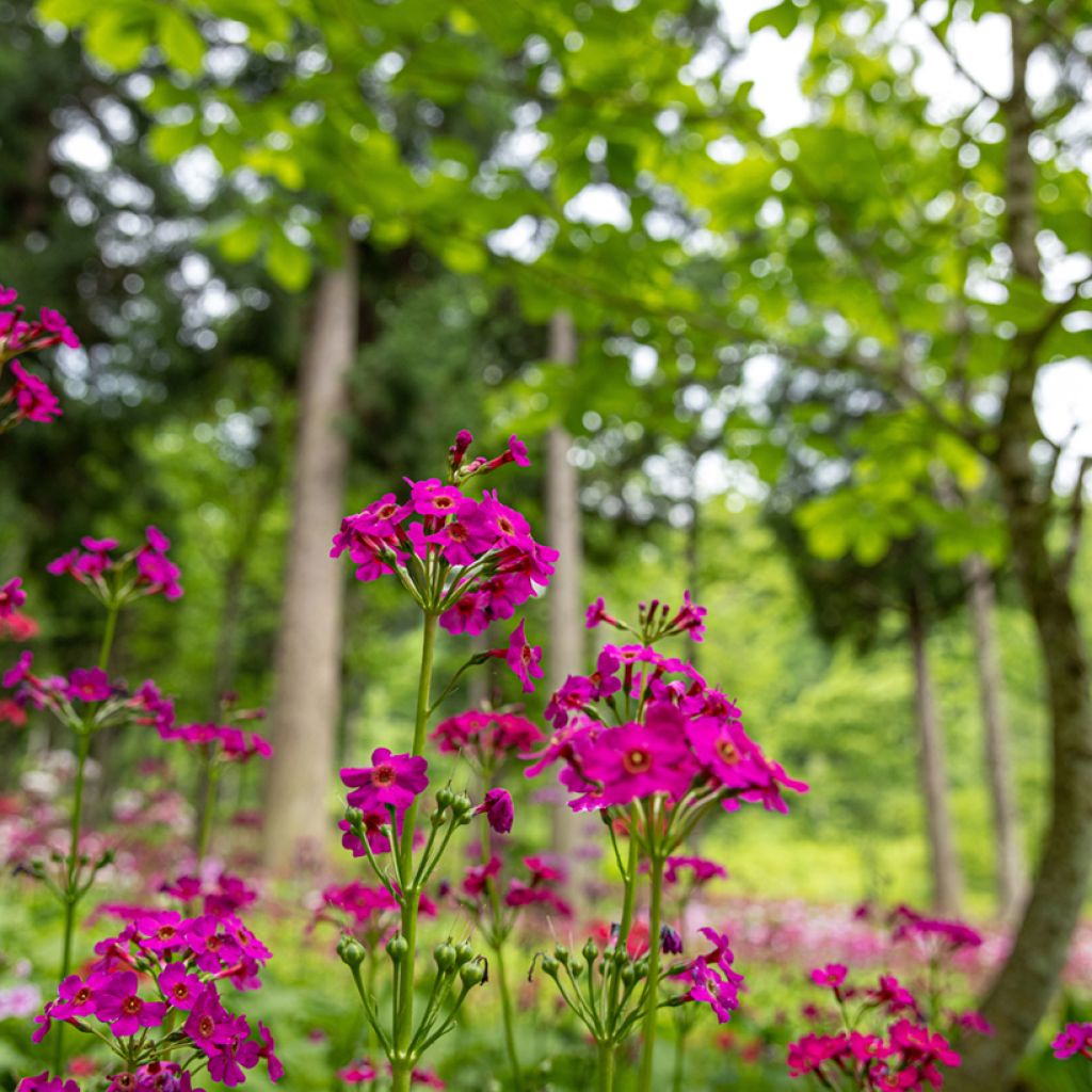 Primula japonica - Etagen-Primel