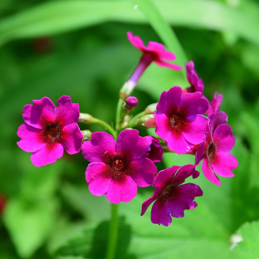 Primula japonica - Etagen-Primel