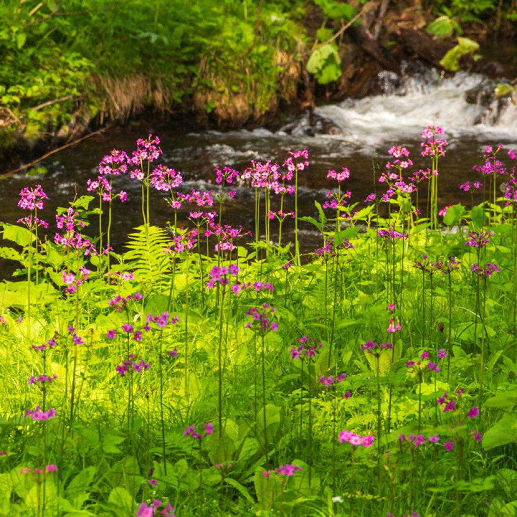 Primula japonica - Etagen-Primel