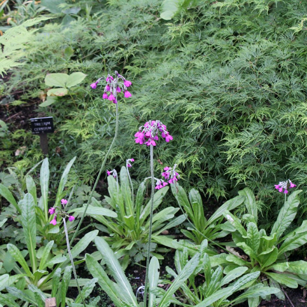 Primula secundiflora - Primel