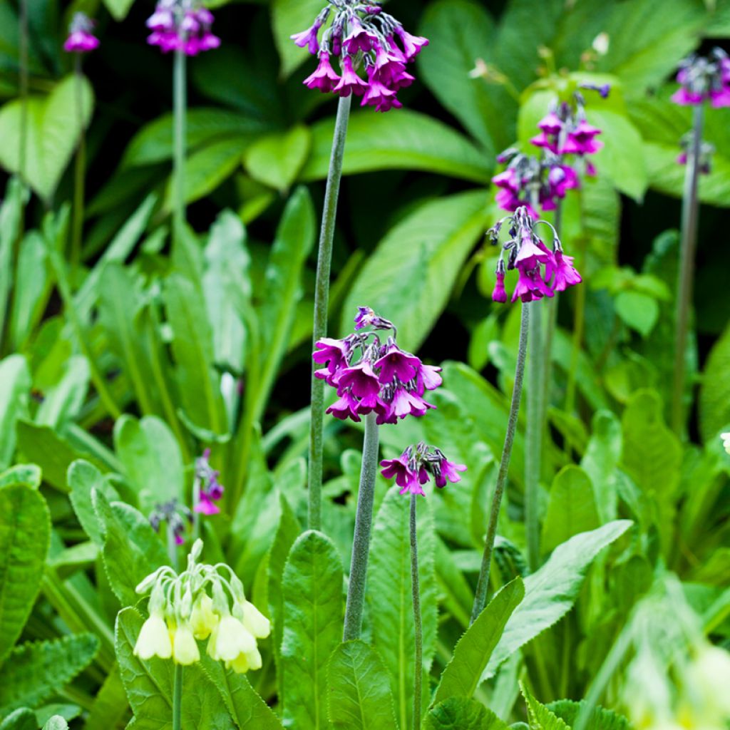 Primula secundiflora - Primel