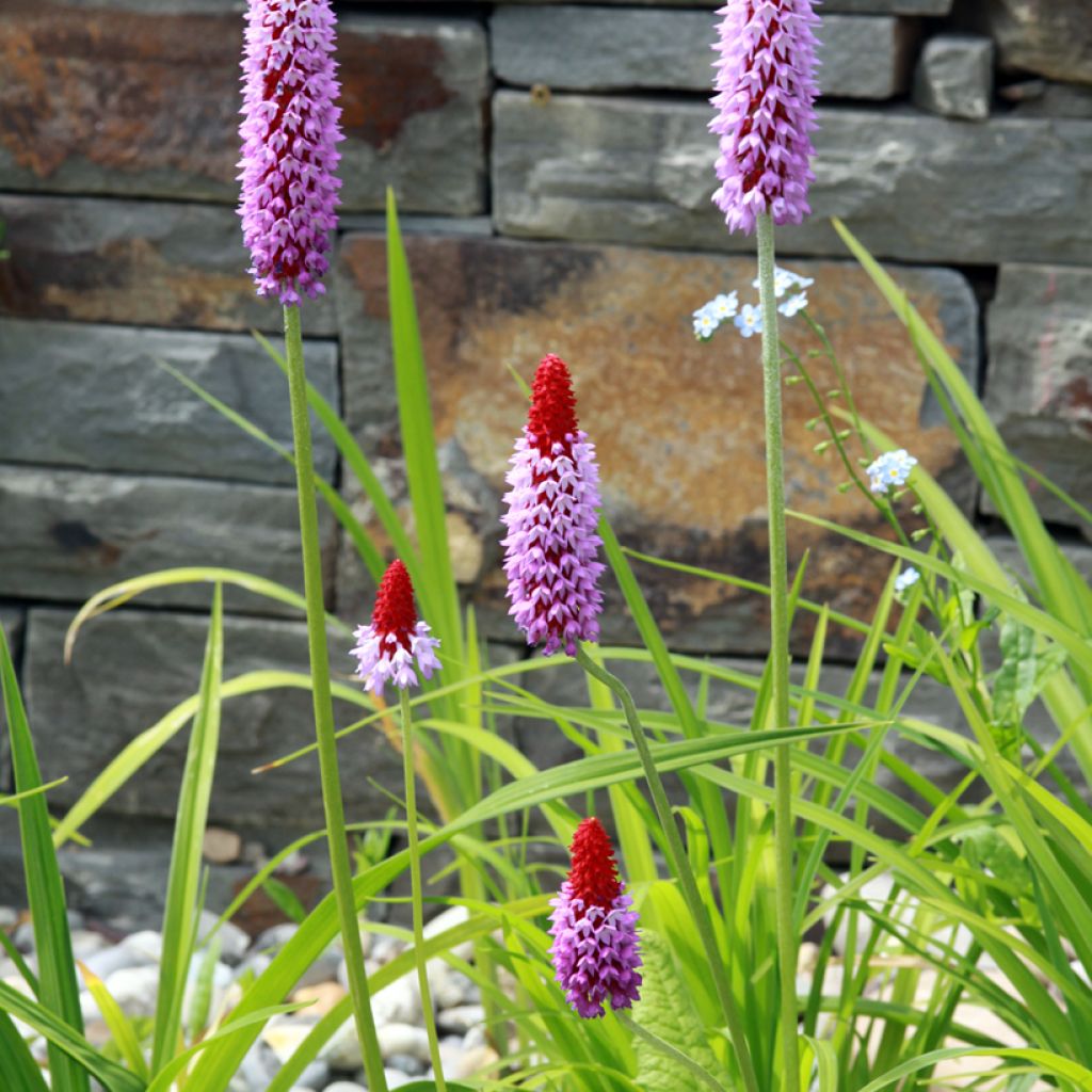 Primula vialii - Primel