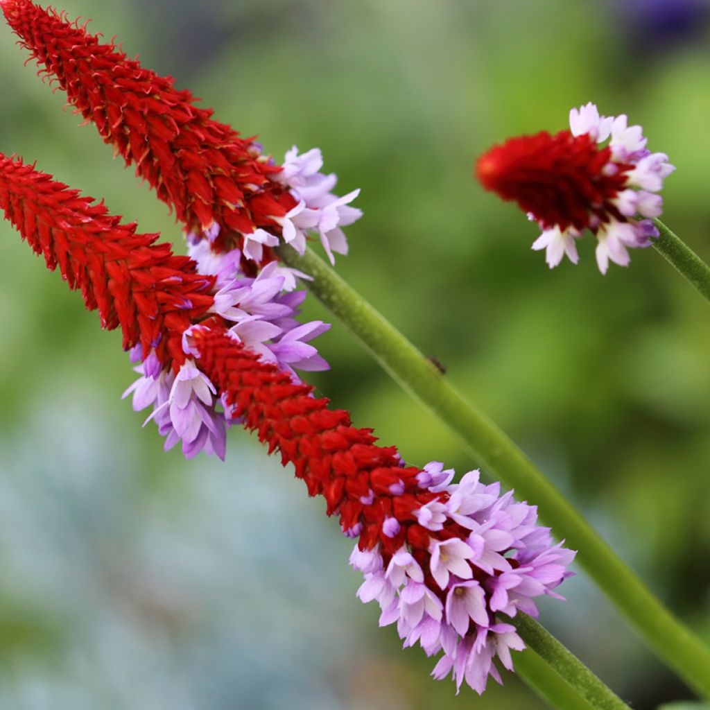 Primula vialii - Primel