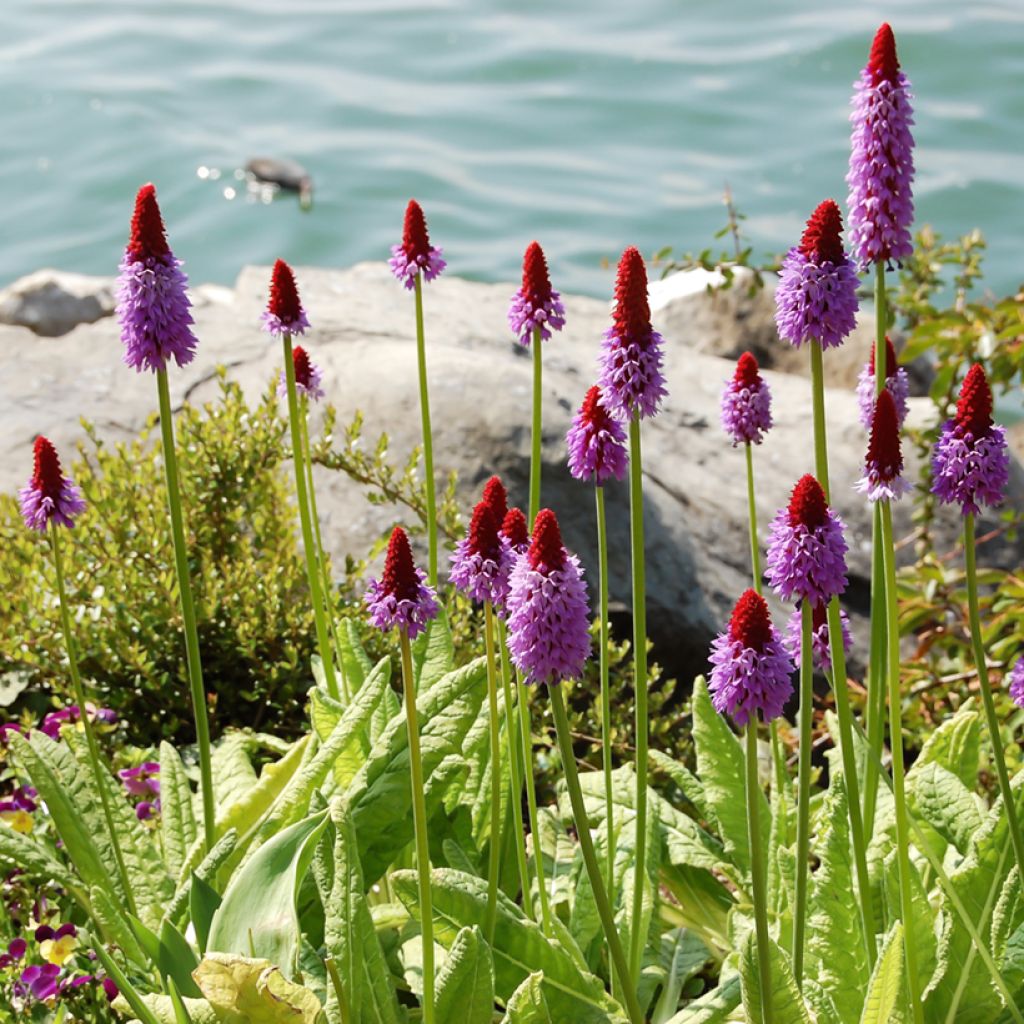 Primula vialii - Primel