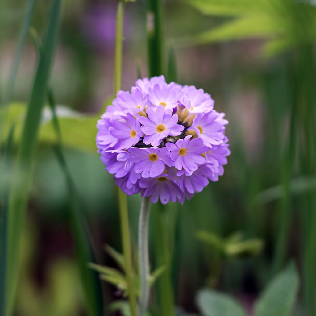 Primula denticulata Prom Lilac - Kugelprimel