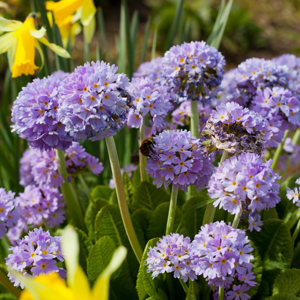 Primula denticulata Prom Lilac - Kugelprimel