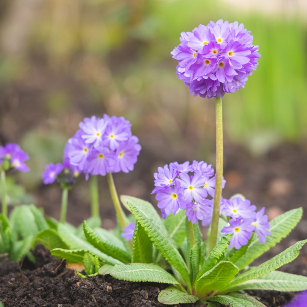 Primula denticulata Prom Lilac - Kugelprimel