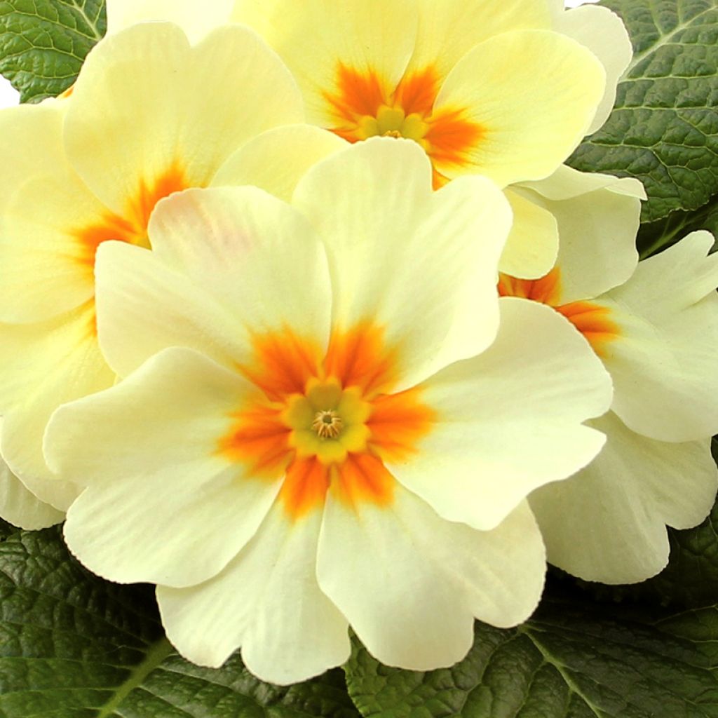 Primula Rambo F1 Lemon Cream - Kissenprimel