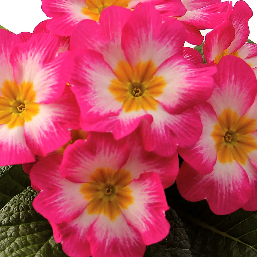 Primula Rambo F1 Pink Flame - Kissenprimel