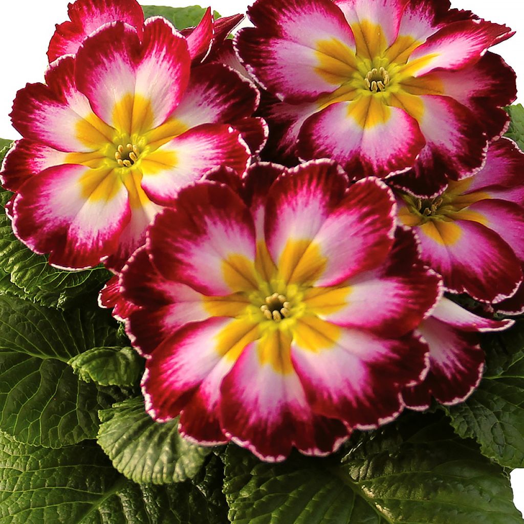 Primula Rambo F1 Purple Flame - Kissenprimel