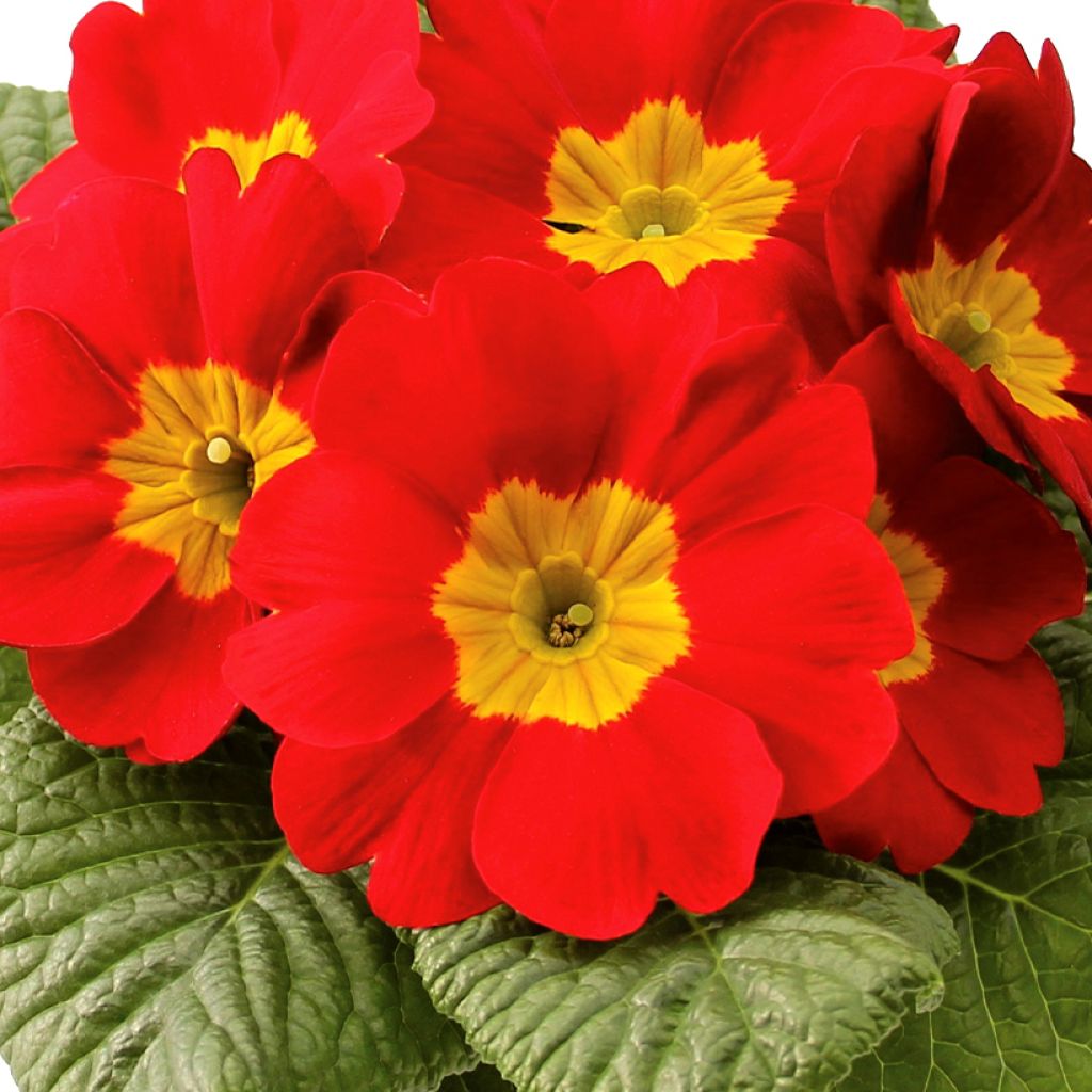 Primula Rambo F1 Scarlet - Kissenprimel