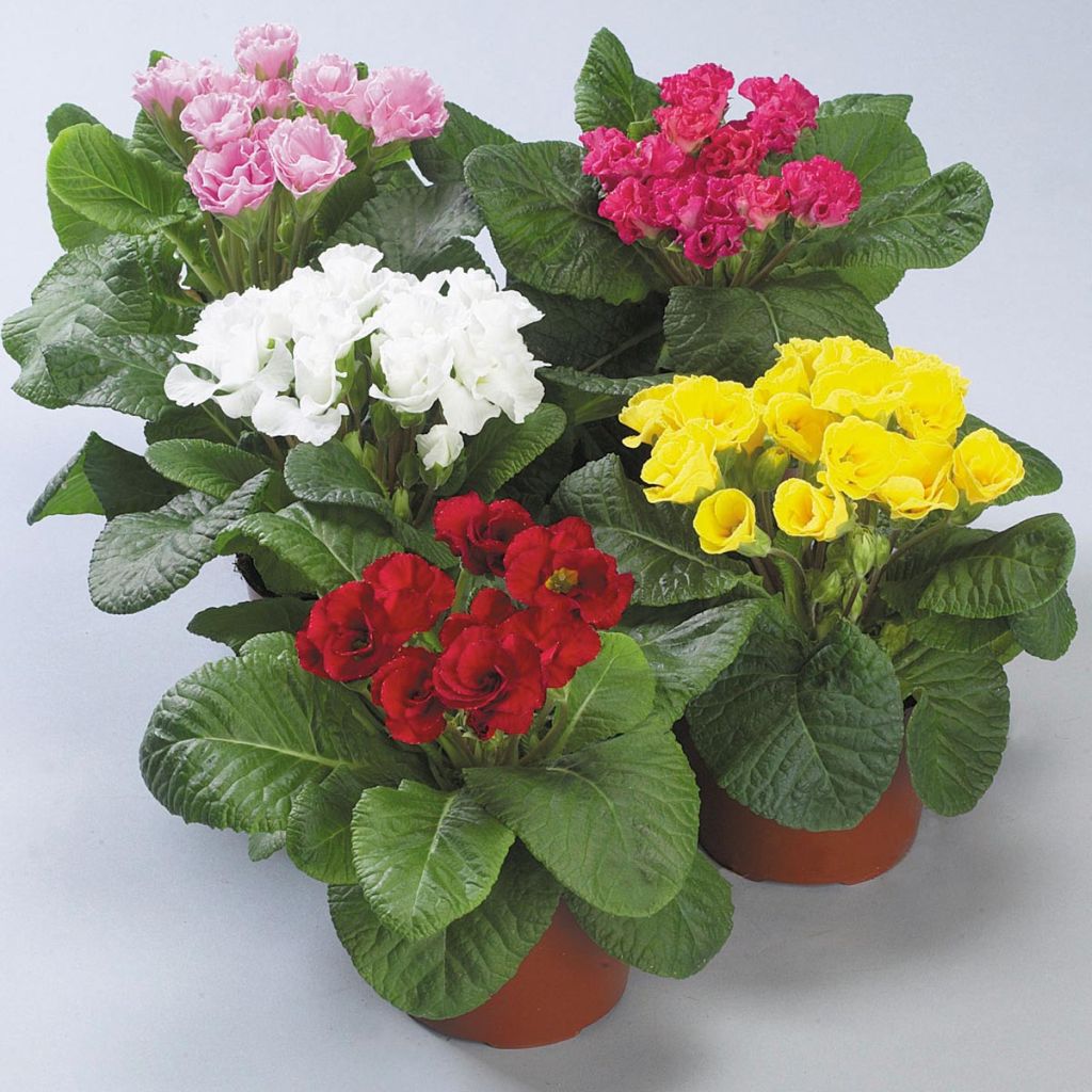 Primula Rosanna Mix F1 - Kissenprimel