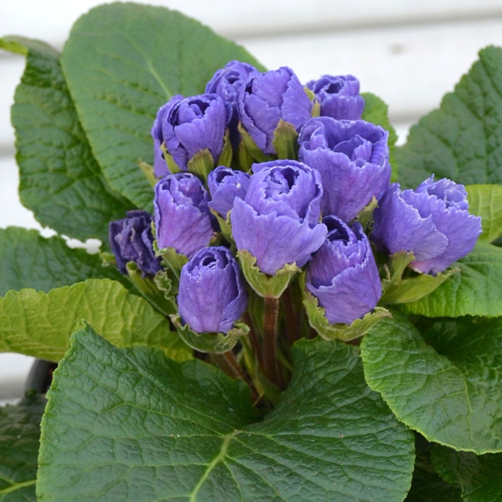 Primula Rosebud F1 Crocus blue - Kissenprimel