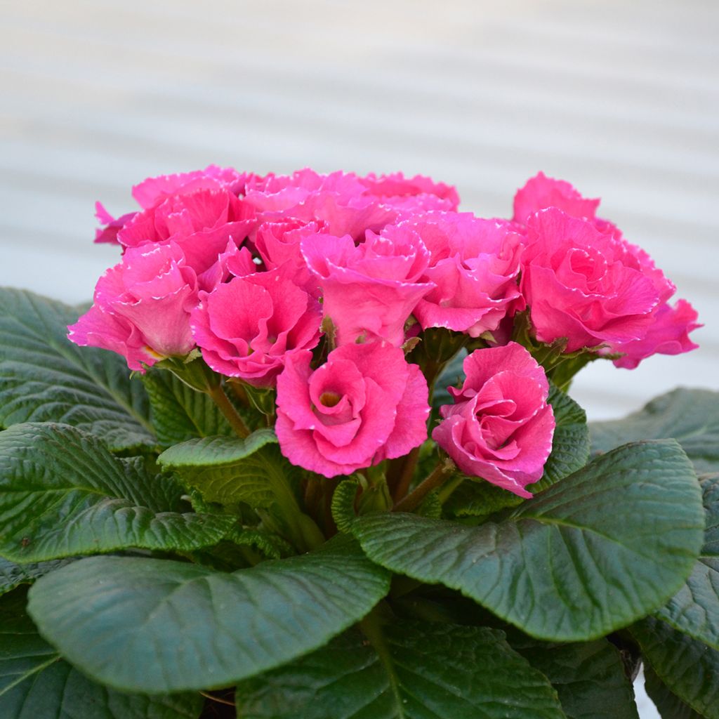 Primula Rosebud F1 Rose Shades - Kissenprimel