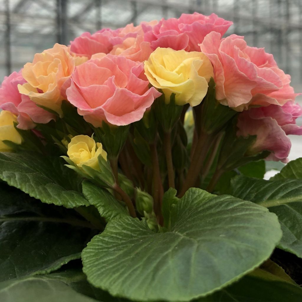 Primula Rosebud F1 Tutti frutti - Kissenprimel