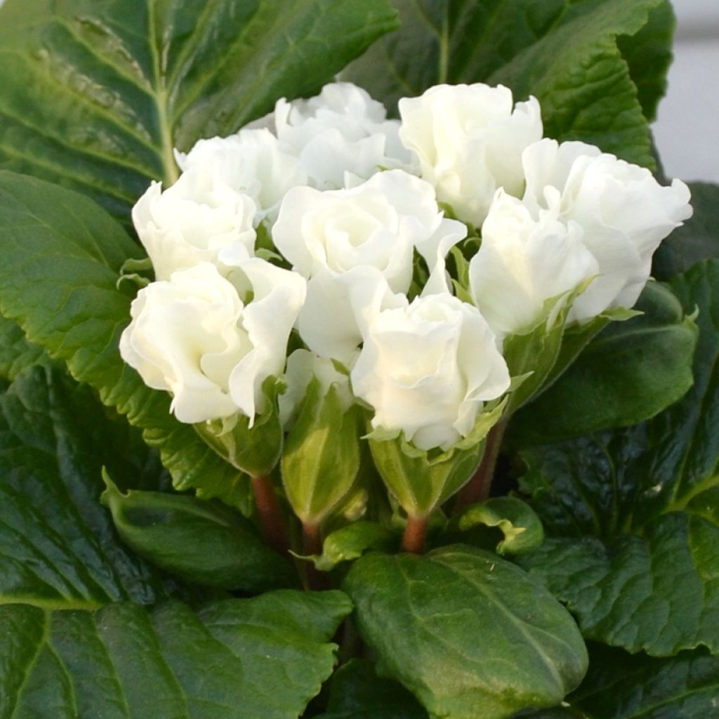 Primula Rosebud F1 White - Kissenprimel