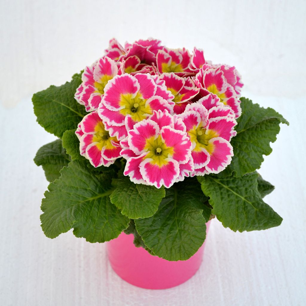 Primula Sweetie - Kissenprimel