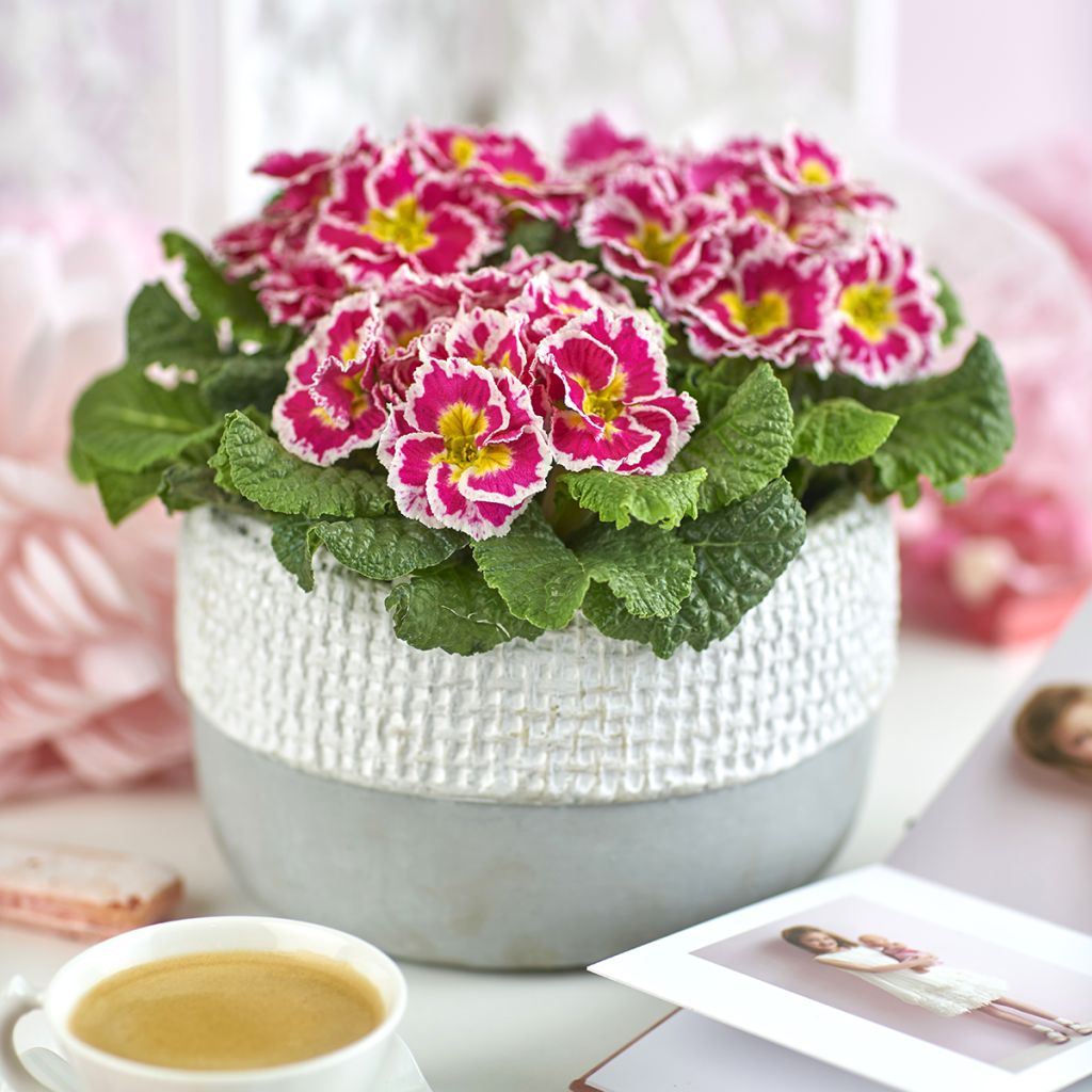 Primula Sweetie - Kissenprimel