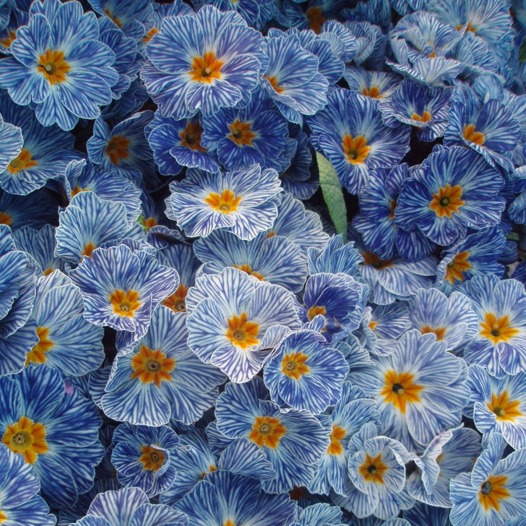 Primula Zebra Blue - Kissenprimel