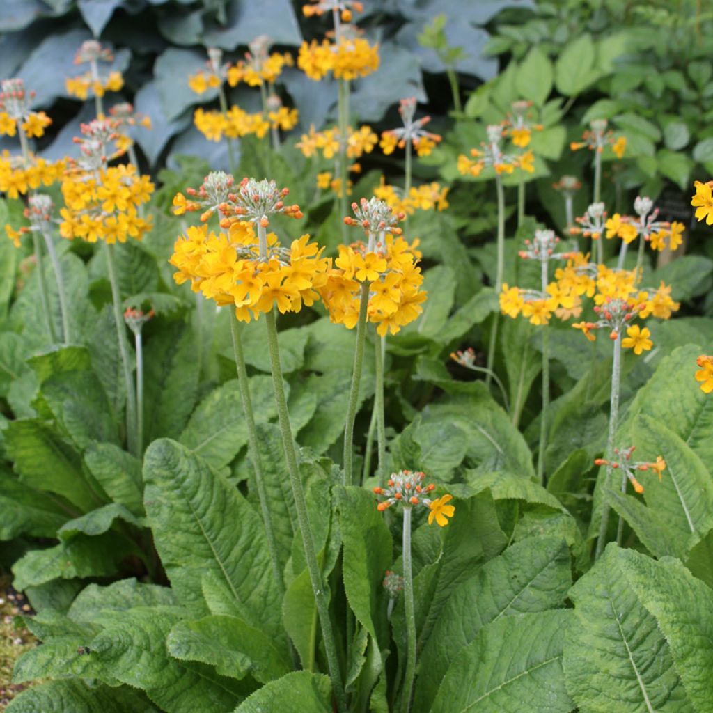 Primula bulleyana - Etagen-Primel