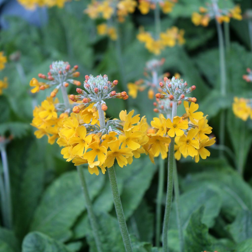 Primula bulleyana - Etagen-Primel