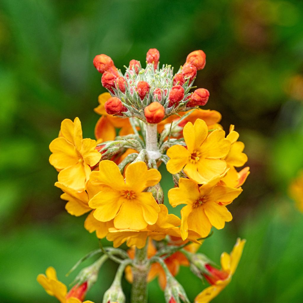 Primula bulleyana - Etagen-Primel