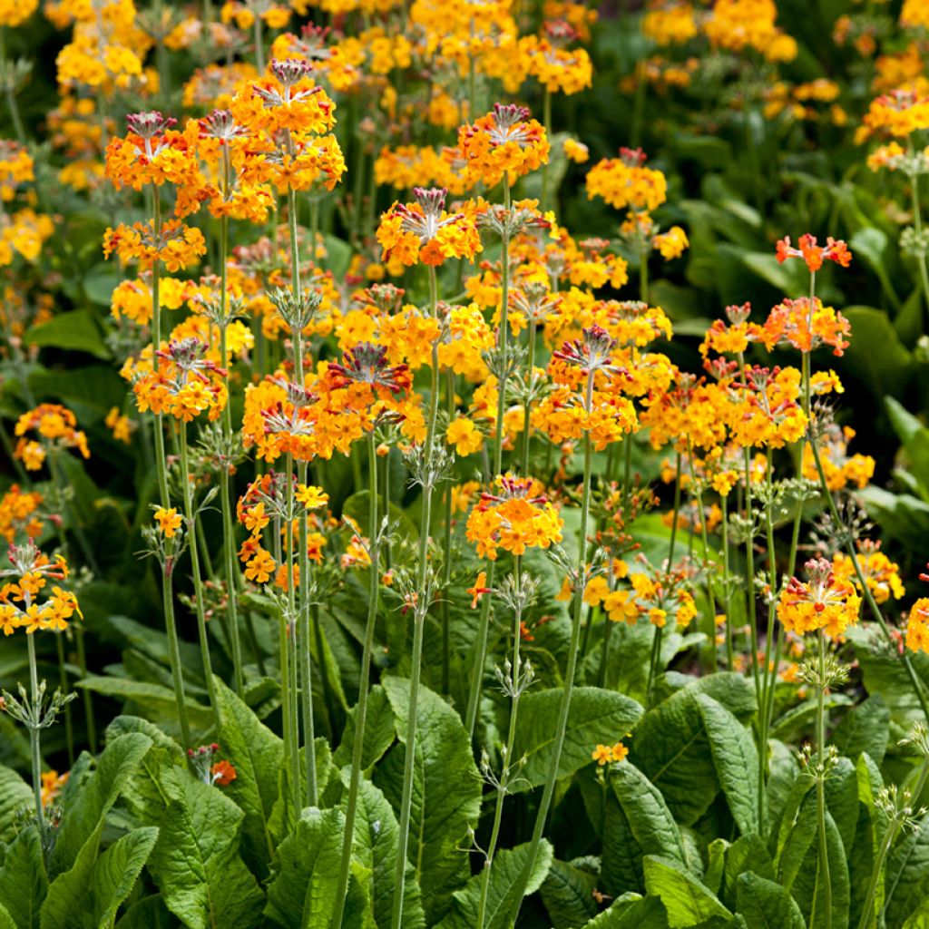 Primula bulleyana - Etagen-Primel