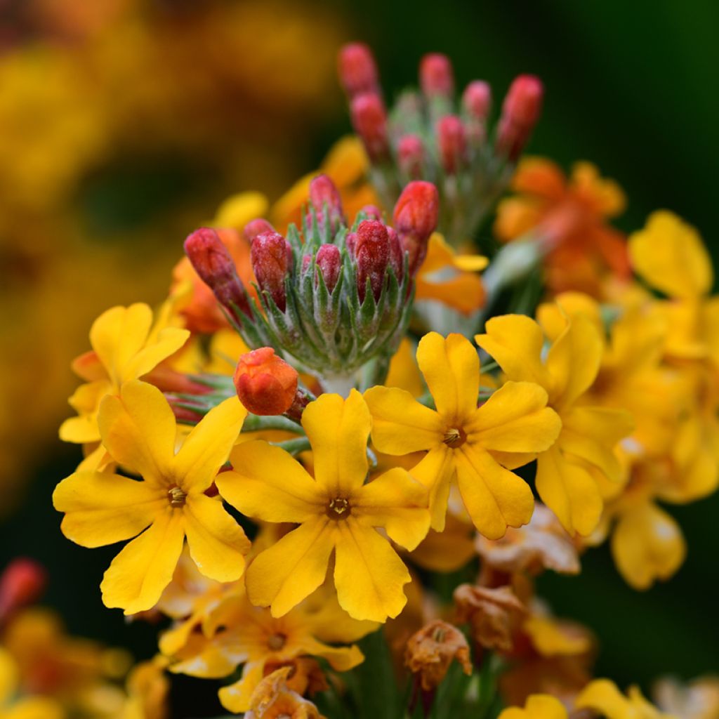 Primula bulleyana - Etagen-Primel