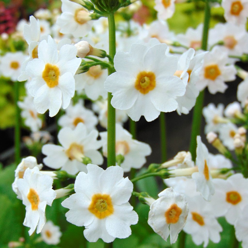 Primula japonica Alba - Etagen-Primel