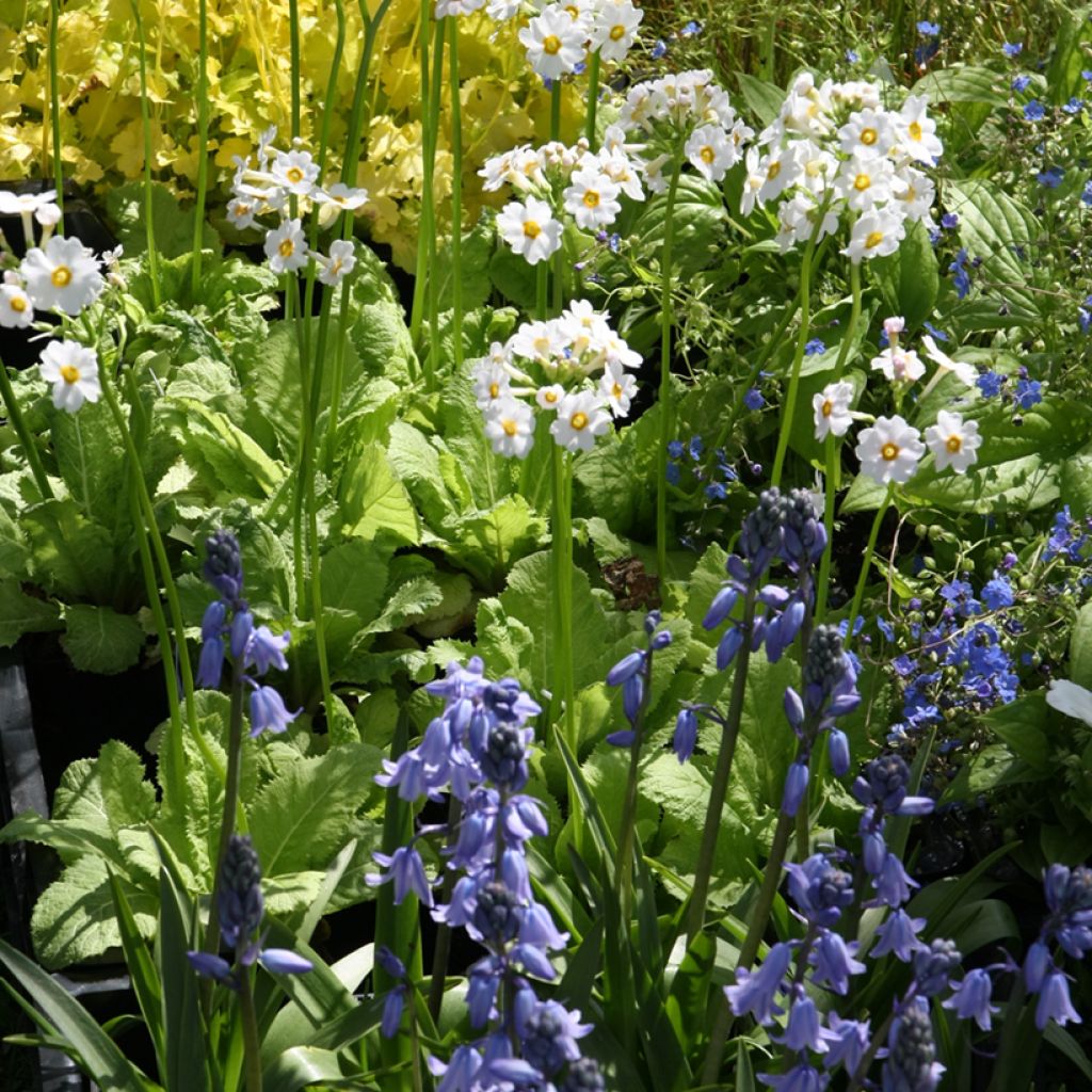 Primula japonica Alba - Etagen-Primel