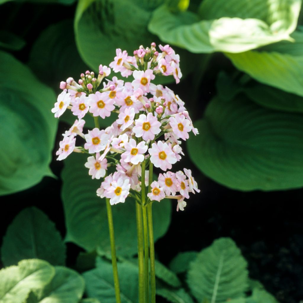 Primula japonica Alba - Etagen-Primel