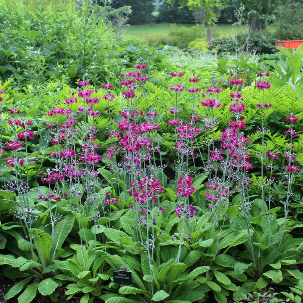 Primula pulverulenta - Primel