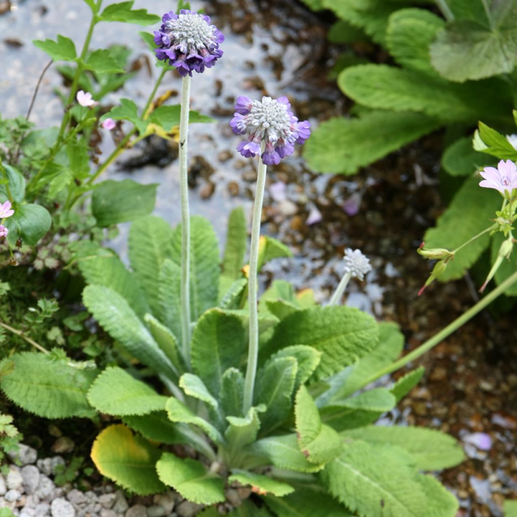 Primula capitata subsp. mooreana - Kopfige Schlüsselblume