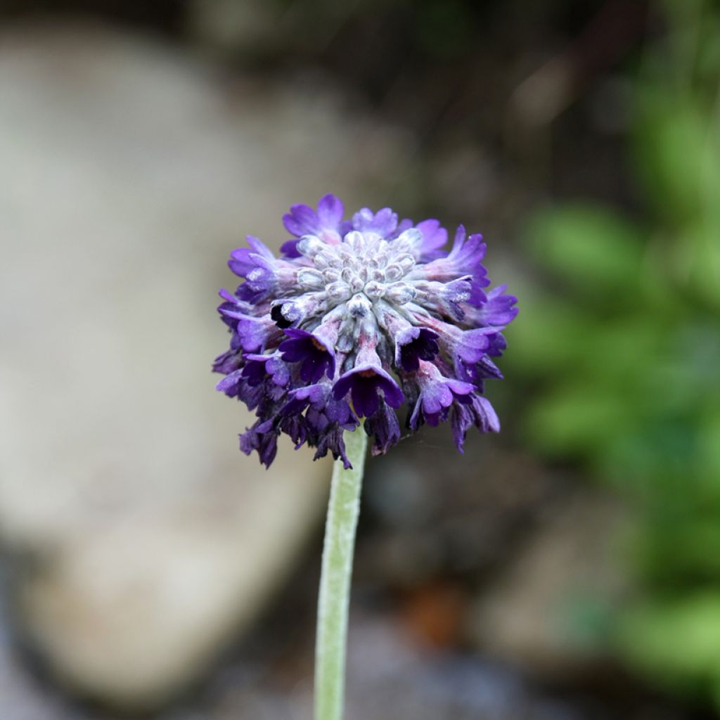 Primula capitata subsp. mooreana - Kopfige Schlüsselblume