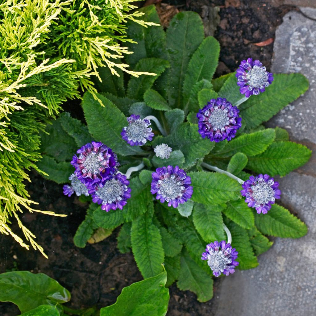 Primula capitata subsp. mooreana - Kopfige Schlüsselblume