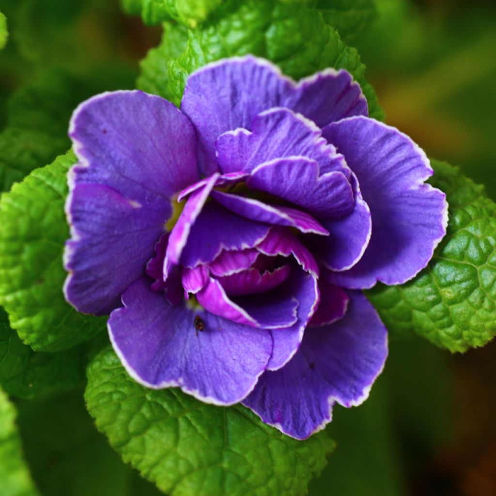 Primula Belarina Amethyst Ice - Kissenprimel