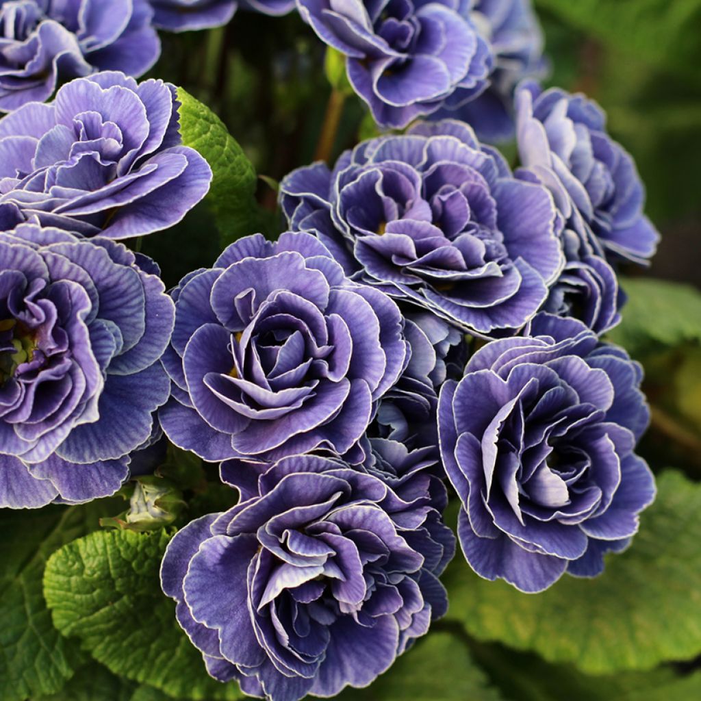 Primula Belarina Amethyst Ice - Kissenprimel