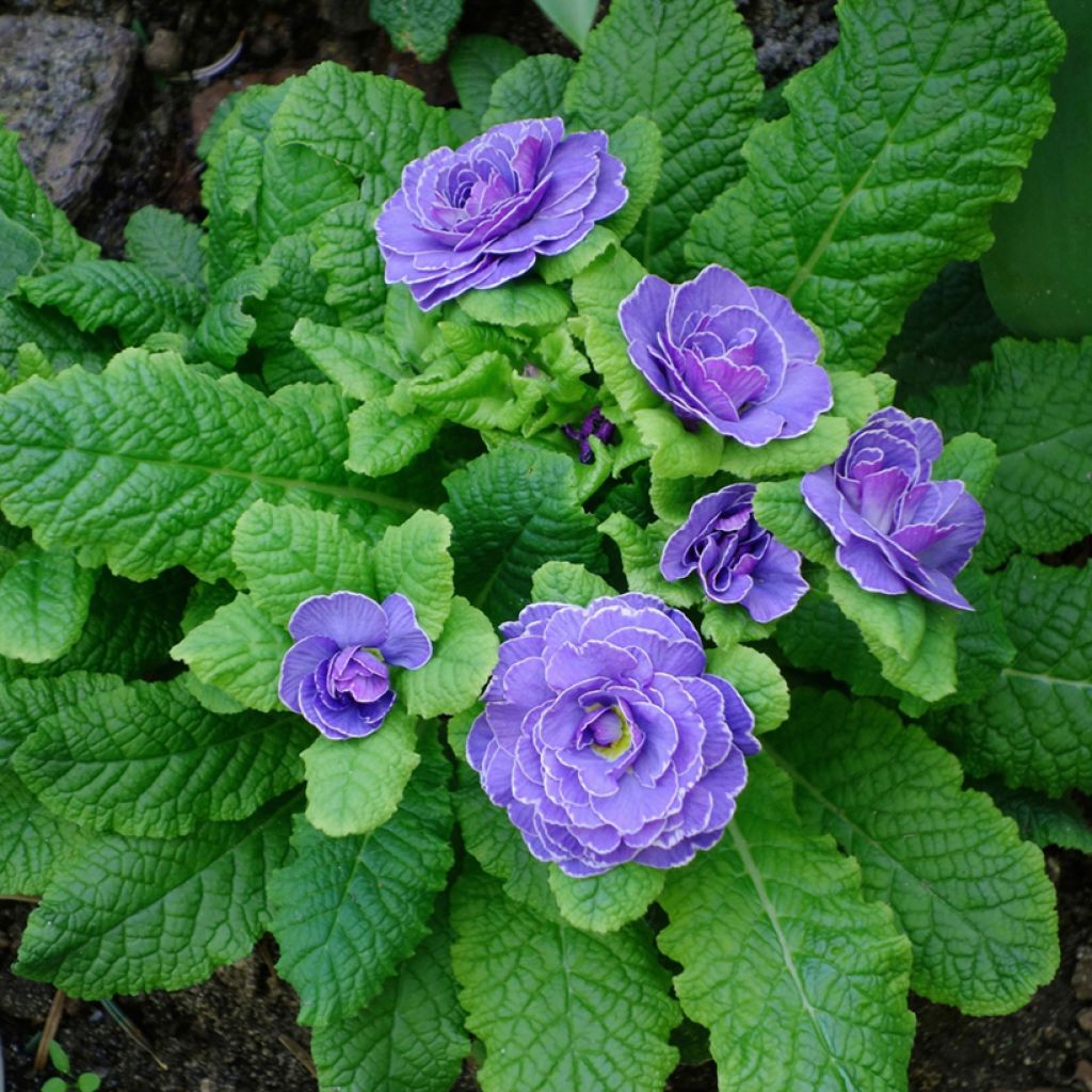 Primula Belarina Amethyst Ice - Kissenprimel