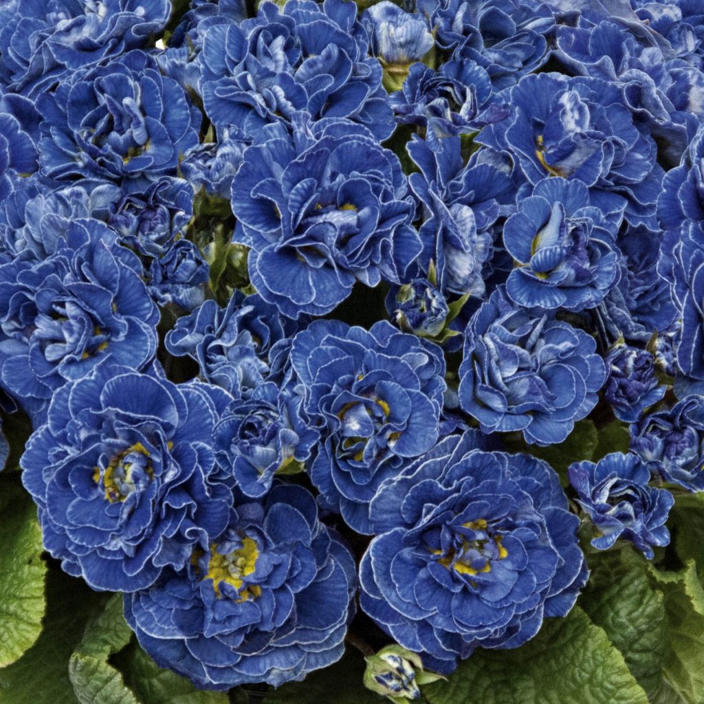 Primula Belarina Baltic Blue - Kissenprimel