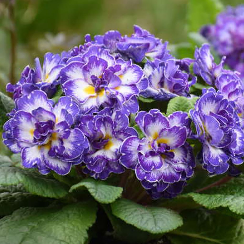 Primula Belarina Blue Ripples - Kissenprimel